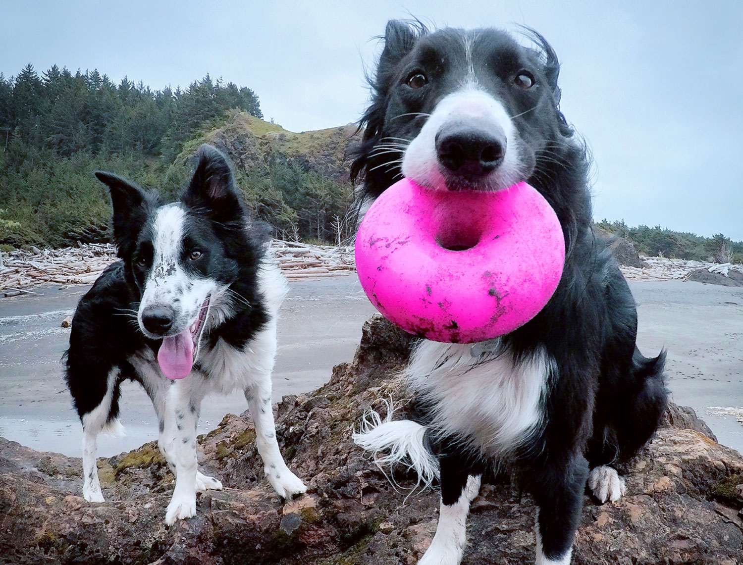 Ruff-Dawg-Nut-dog